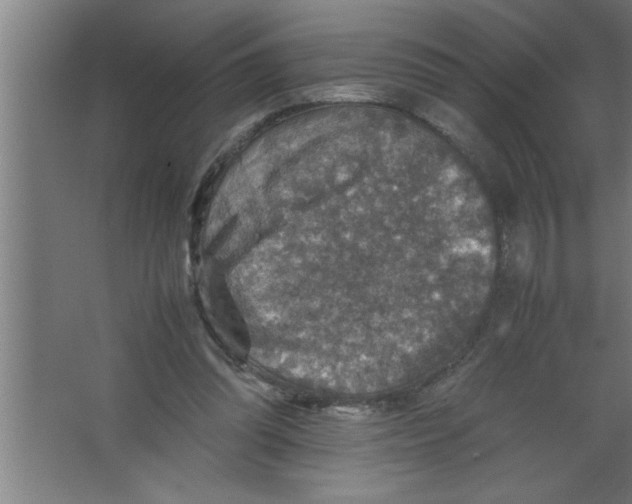 X0000067460302200604281835