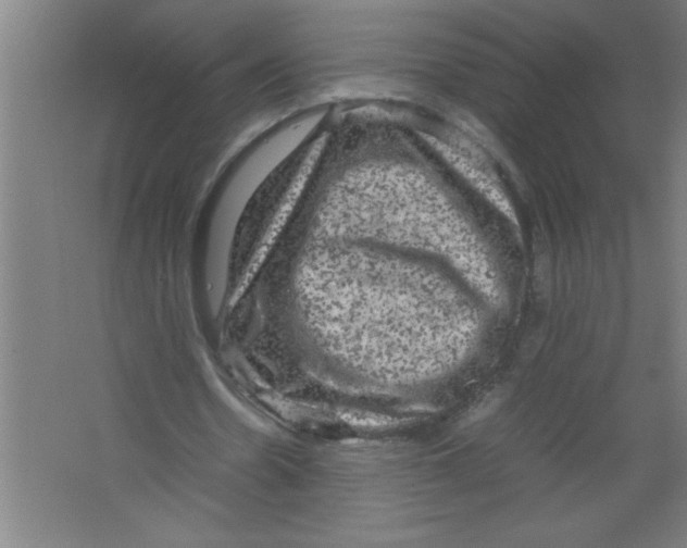 X0000067460530200604281830