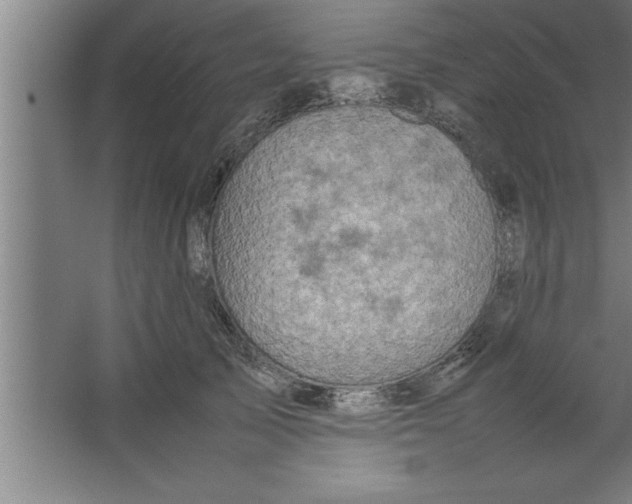 X0000067460705200604281828