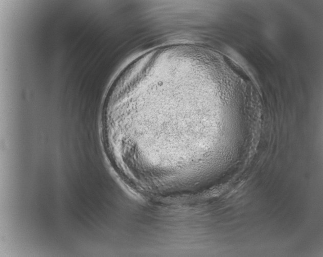 X0000067460811200604281826