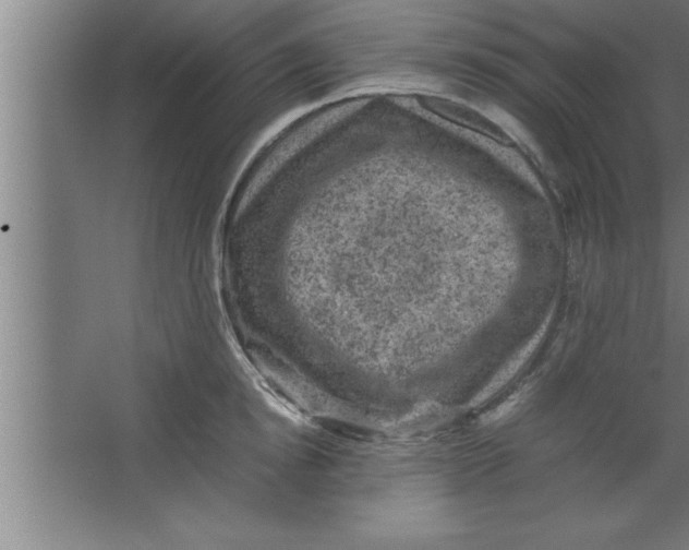 X0000067460854200604281826