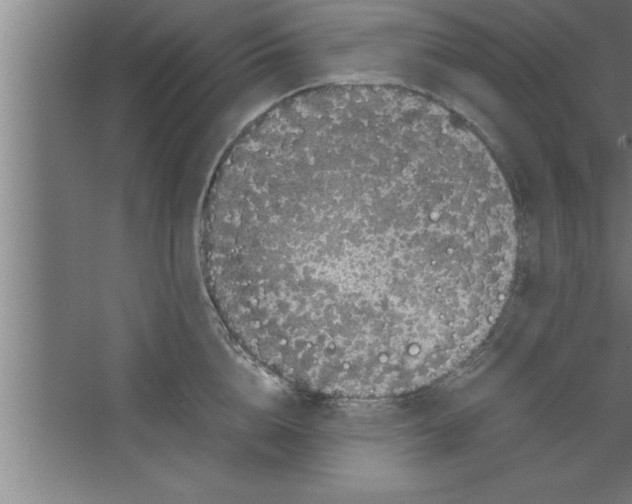 X0000067460856200604281826