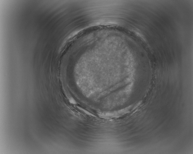 X0000067460920200604281824