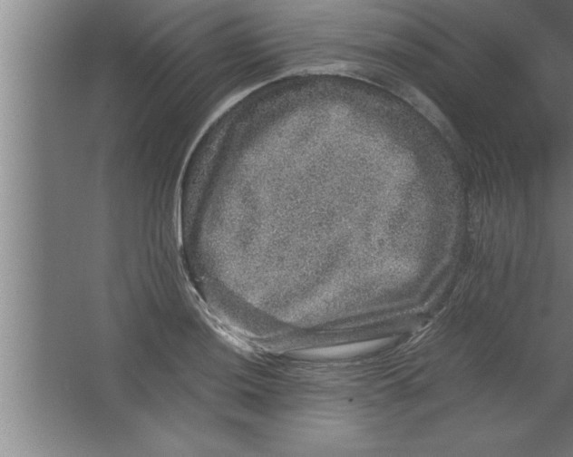 X0000067461036200604281823