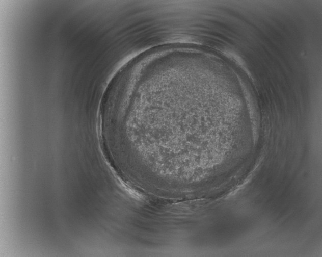 X0000067461125200604281821