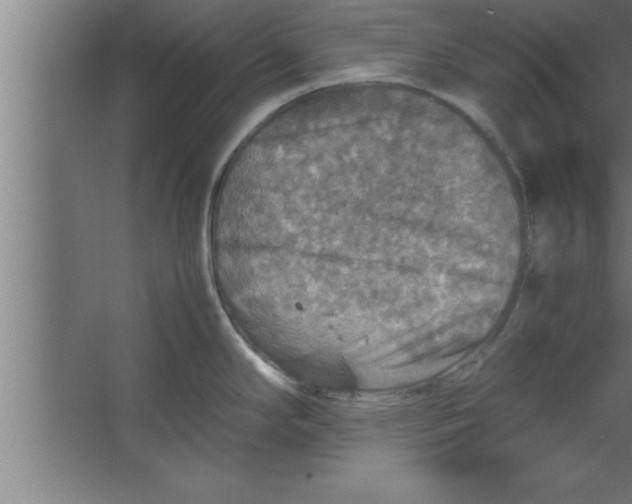 X0000067461294200604281818