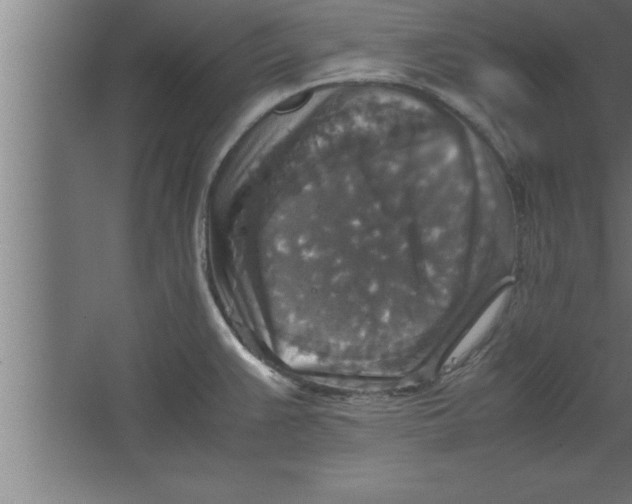 X0000067461383200604281817