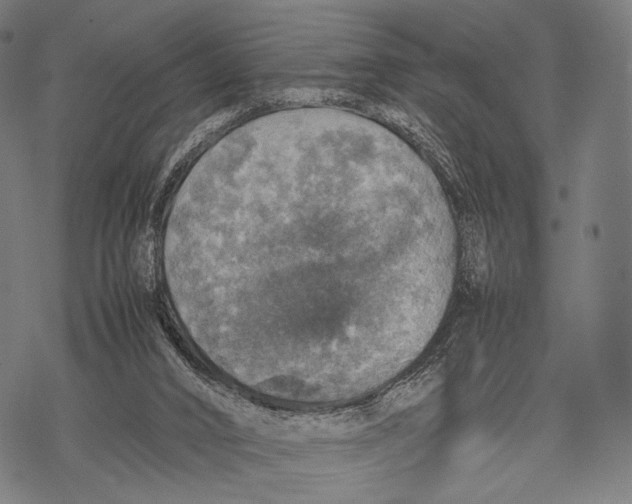 X0000067460016200605051633