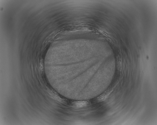 X0000067460085200605051632