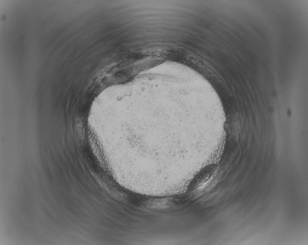 X0000067460086200605051632