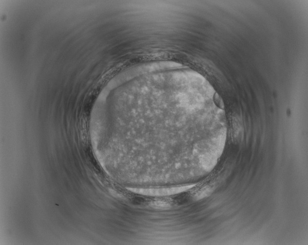 X0000067460236200605051630