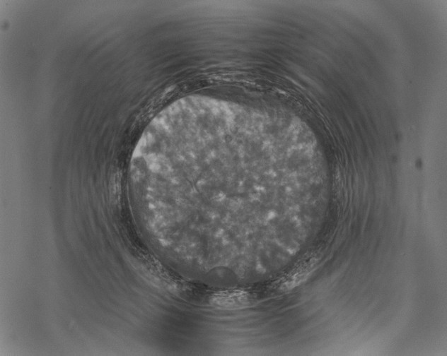 X0000067460271200605051629