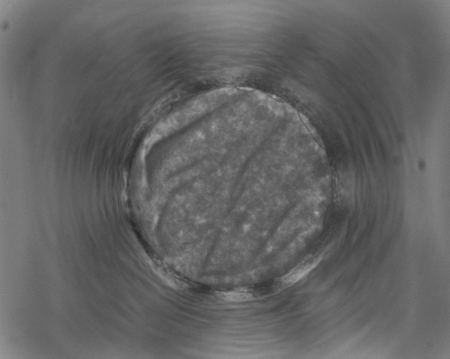 X0000067460286200605051629