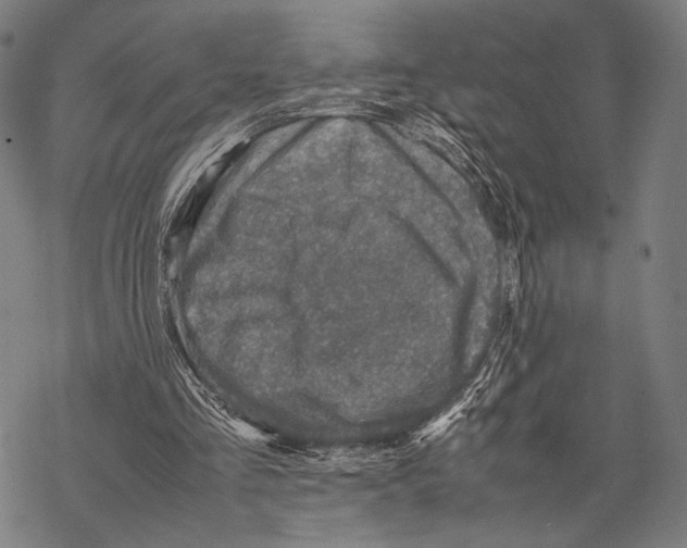 X0000067460293200605051629