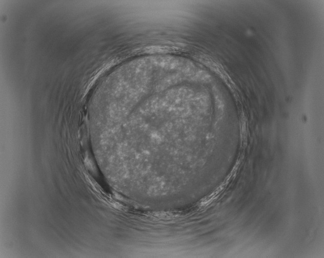 X0000067460297200605051629