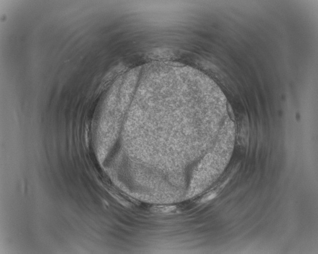 X0000067460334200605051628