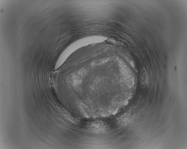 X0000067460420200605051627