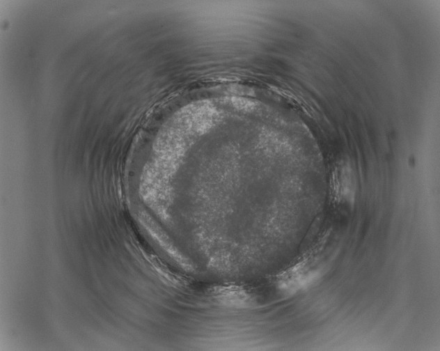 X0000067460424200605051626