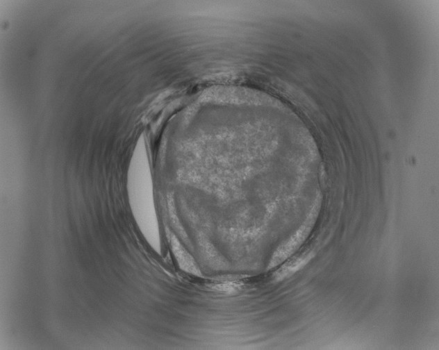 X0000067460432200605051626