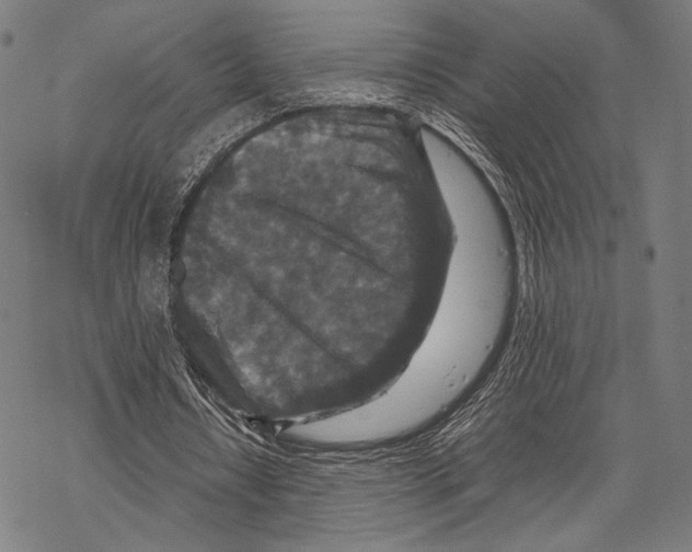 X0000067460434200605051625