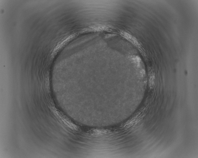 X0000067460442200605051626