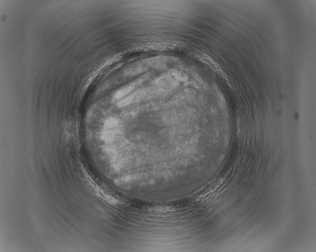 X0000067460444200605051626