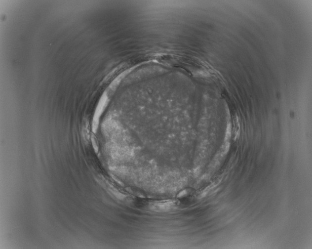 X0000067460479200605051626