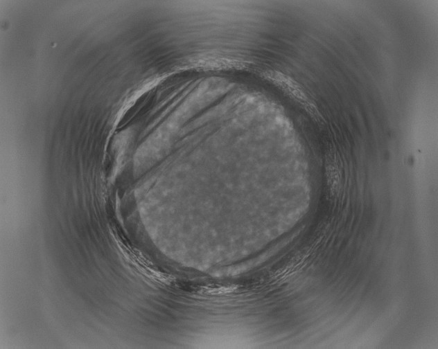 X0000067460488200605051625