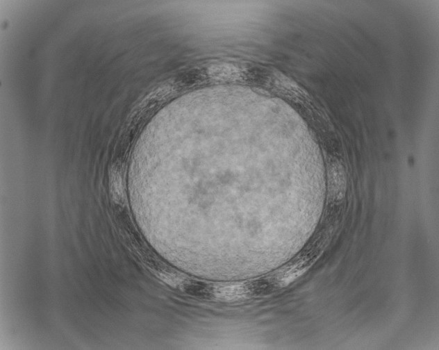 X0000067460705200605051622