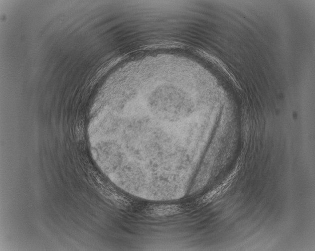 X0000067460833200605051619