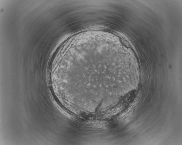 X0000067460851200605051620