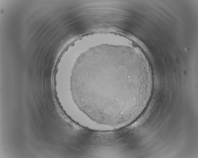 X0000067460856200605051620