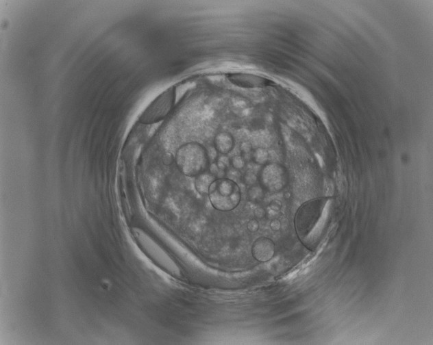 X0000067460863200605051620