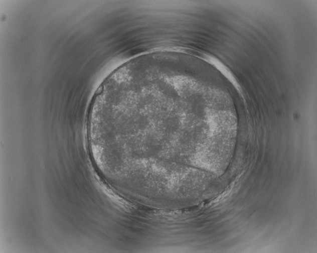 X0000067460955200605051618