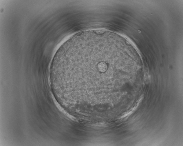 X0000067460957200605051618