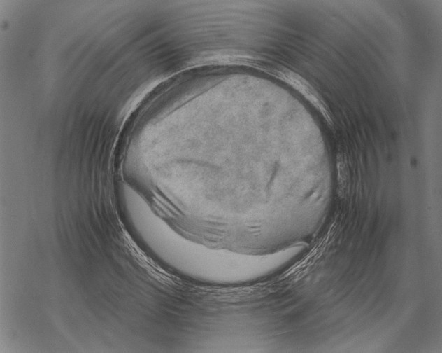 X0000067460972200605051617