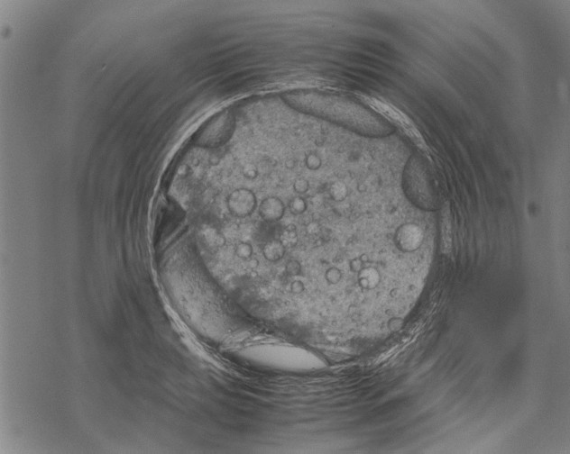 X0000067461039200605051617