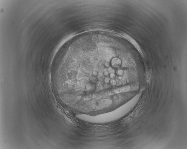 X0000067461051200605051617