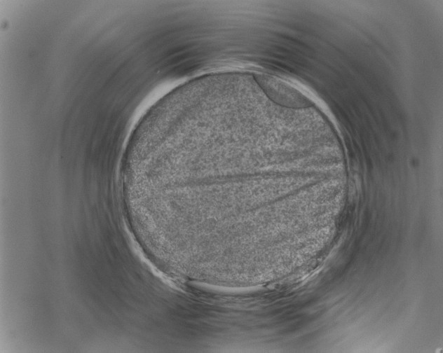 X0000067461053200605051617