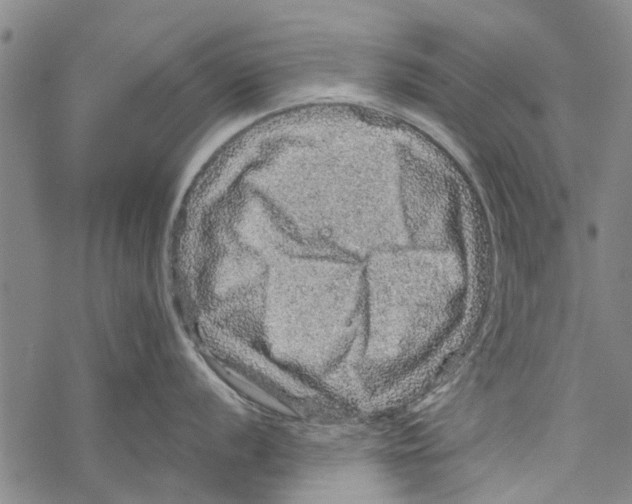 X0000067461056200605051617