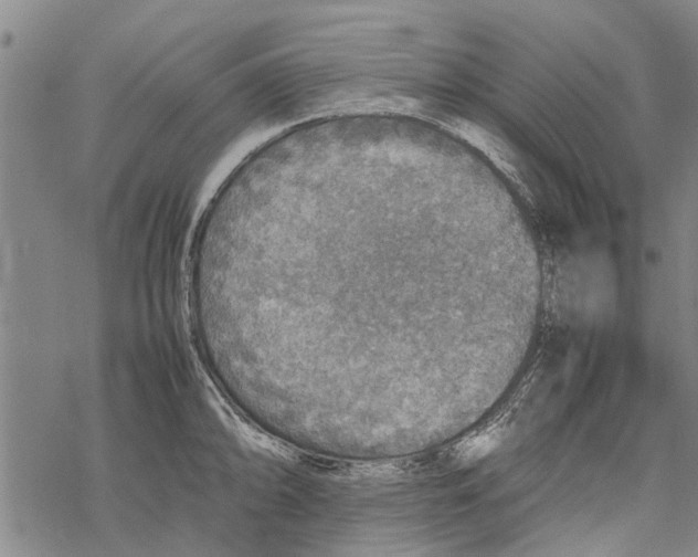 X0000067461094200605051615