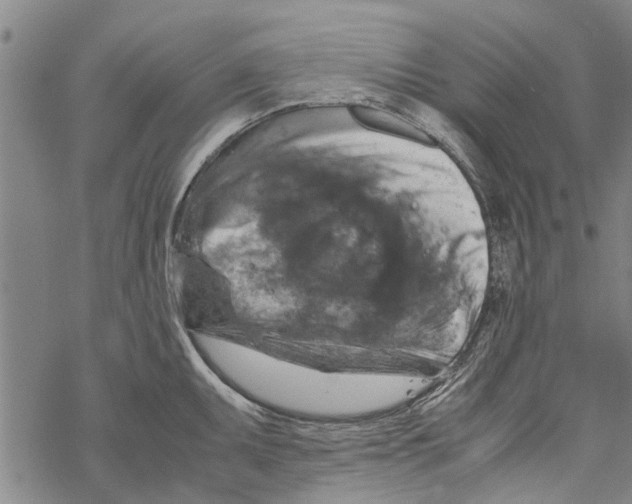 X0000067461095200605051615