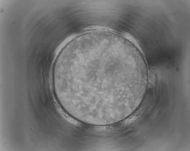 X0000067461098200605051615