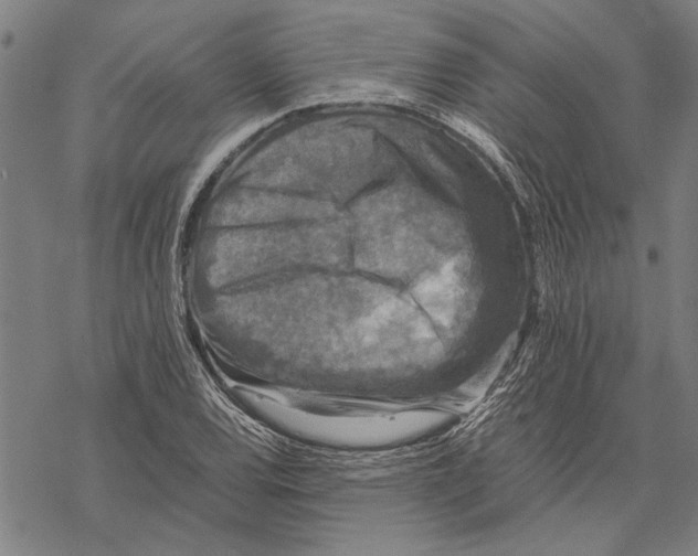 X0000067461120200605051615