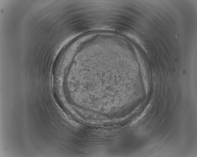 X0000067461125200605051615