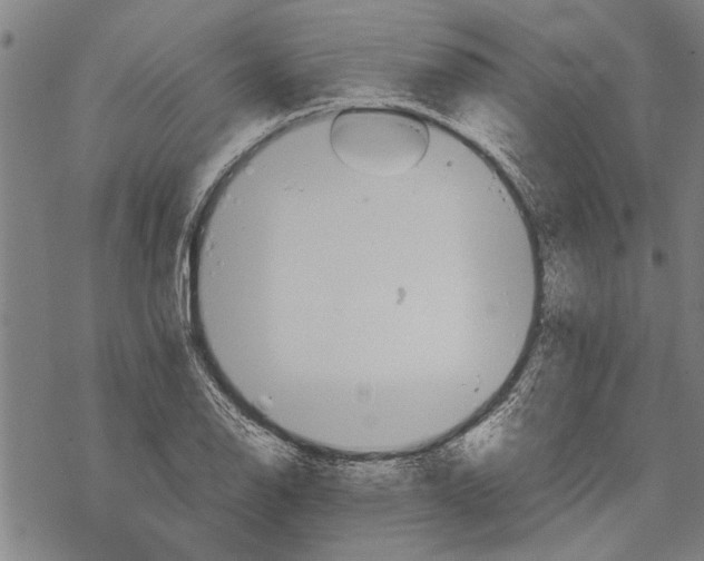 X0000067461126200605051615