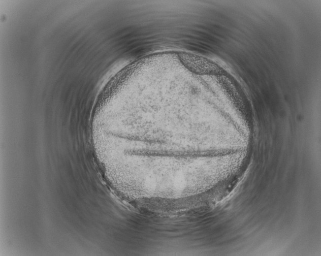 X0000067461145200605051615