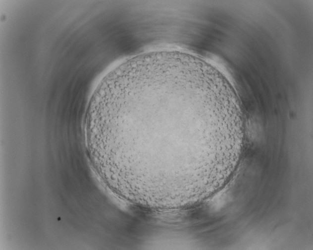 X0000067461150200605051615