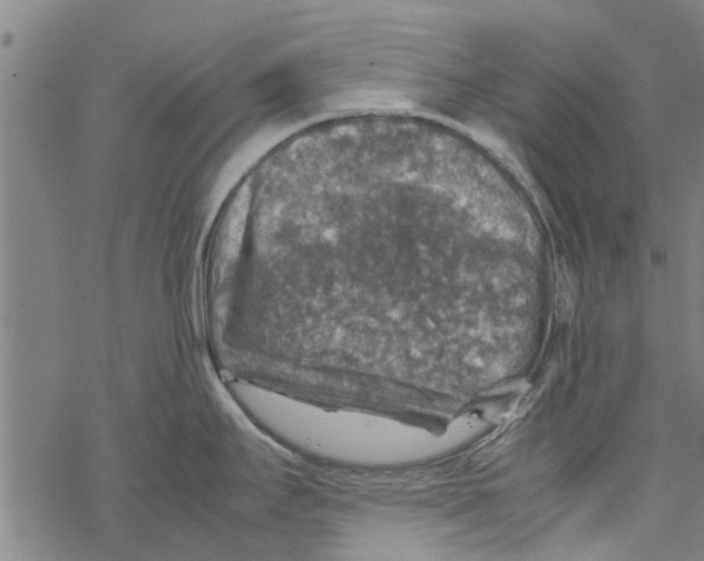 X0000067461295200605051612