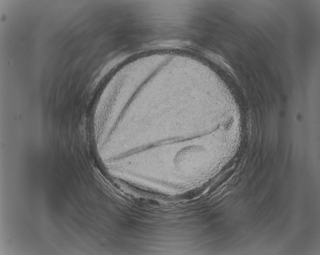 X0000067461404200605051610